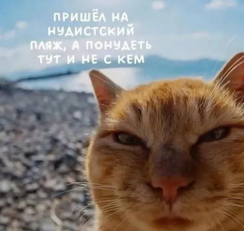 Кот на нудистском пляже