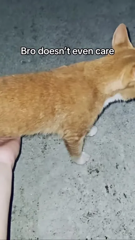 Cat Doesn’t Even Care