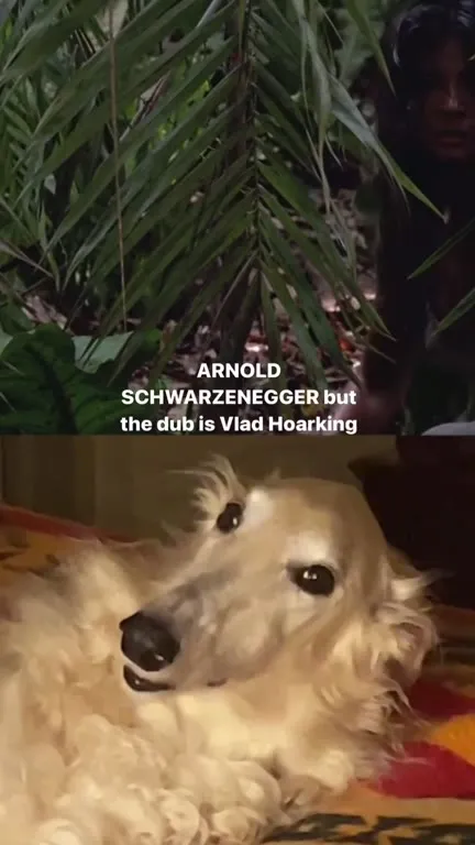 Arnold Schwarzenegger but the Dog Is Howling