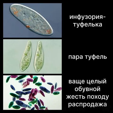 Инфузории устроили обувную распродажу