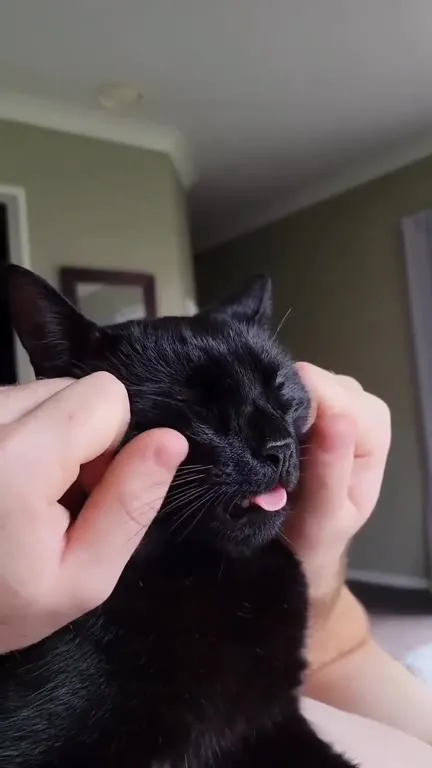Котик высунул язык