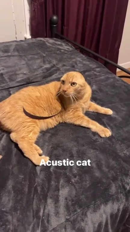 Acoustic Cat Dance
