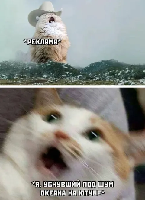 Кот уснул под шум океана