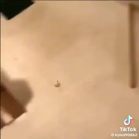 Coin Gets Stick Bugged