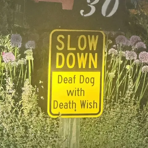 Deaf Dog With Death Wish