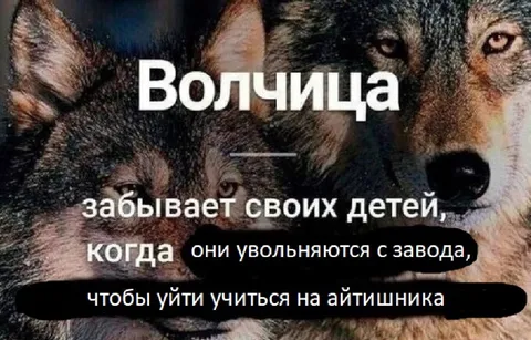 Волчица и дети-айтишники