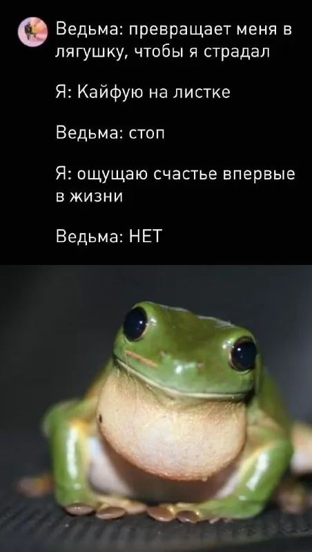 Ведьма превратила меня в лягушку