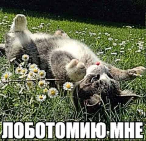 Левотомино мне