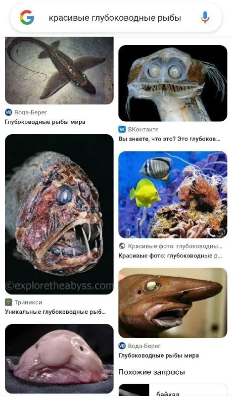 Красивые глубоководные рыбы