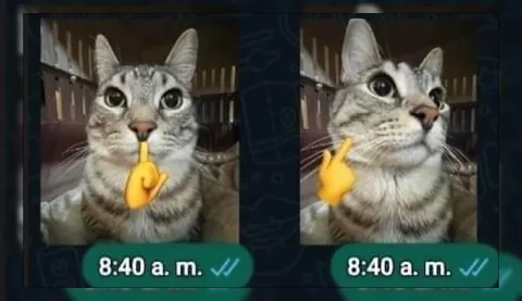 Cat Says Keep Quiet