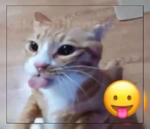 Кот с высунутым языком