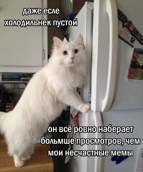 Кот набирает больше просмотров