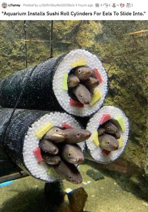 Aquarium Sushi Roll Cylinders