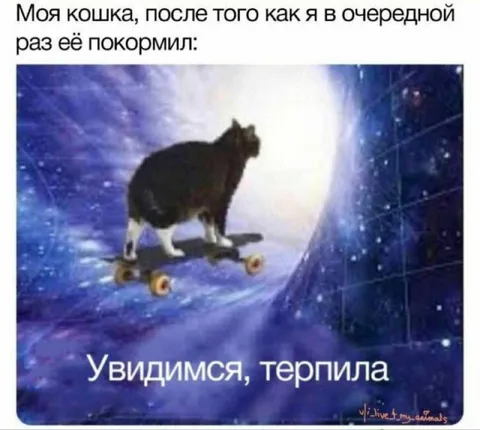 Кошка после кормления