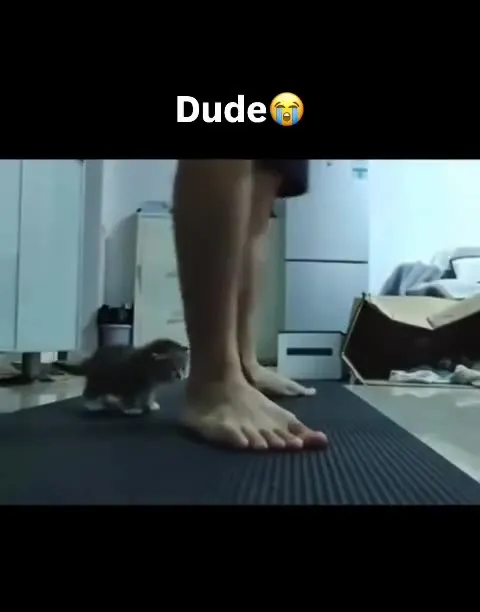 Kitten Attacks Dude’s Feet