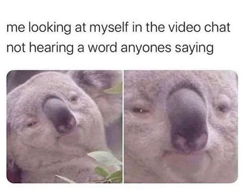 Koala in Video Chat