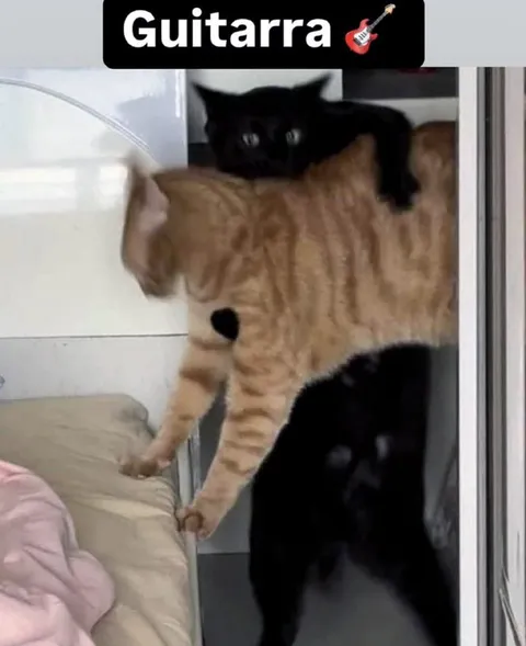Guitarra de gatos