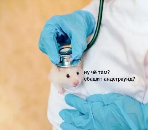 Кот слушает андеграунд