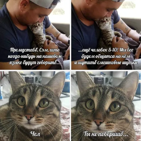 Кот обещает говорить на языке котов