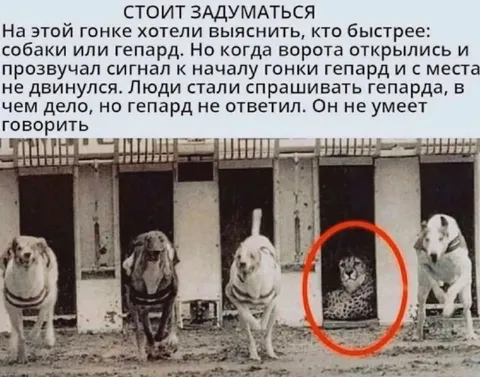 Гепард не умеет говорить