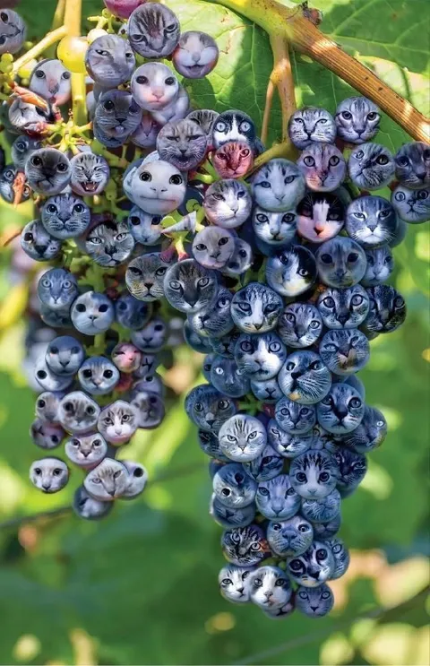 Виноград из кошачьих мордочек