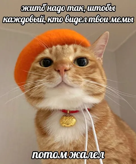 Кот пожалел о мемах