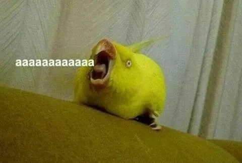 Screaming Bird Aaaaaaa