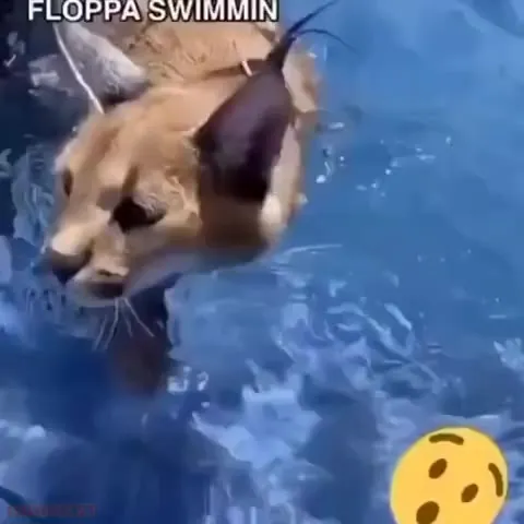 Floppa Learns to Swim