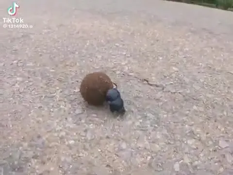 Жук катит огромный шар