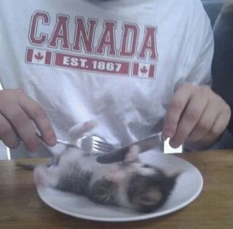 Cat Served on a Plate