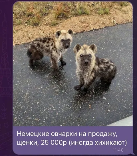 Немецкие овчарки иногда хихикают
