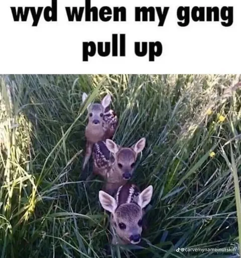Deer Gang Pulls Up