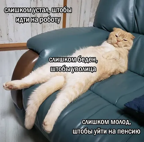 Кот слишком устал для работы