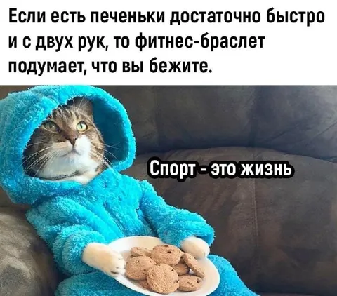 Кот и фитнес-браслет