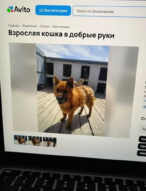 Взрослая кошка в добрые руки