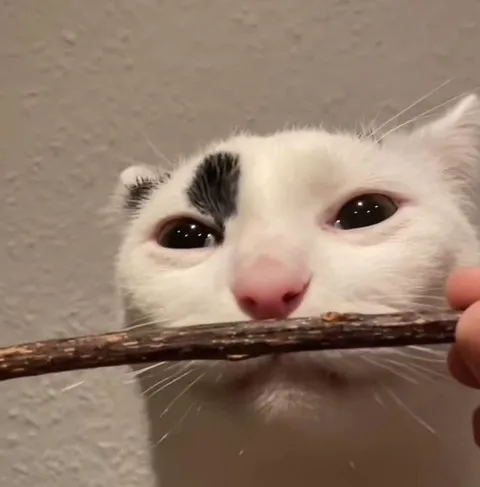 Кот грызёт ветку