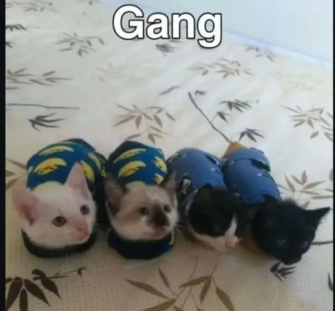 Gang of Four Kittens