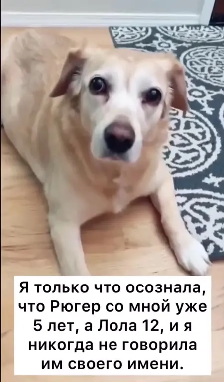 Собаку пять лет звали неправильно