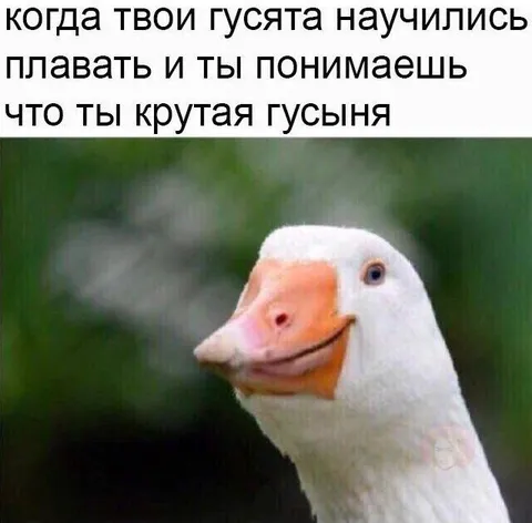 Крутая гусыня и гусята