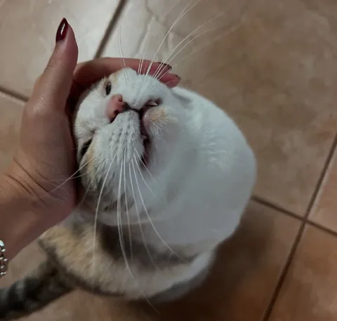 Кот с уморительным выражением морды