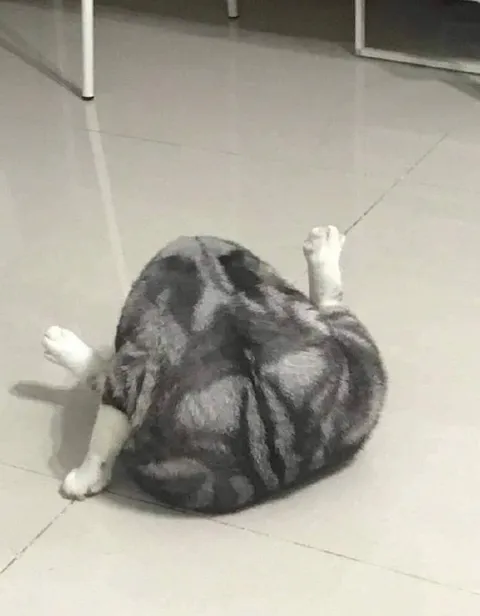 Кот в странной позе