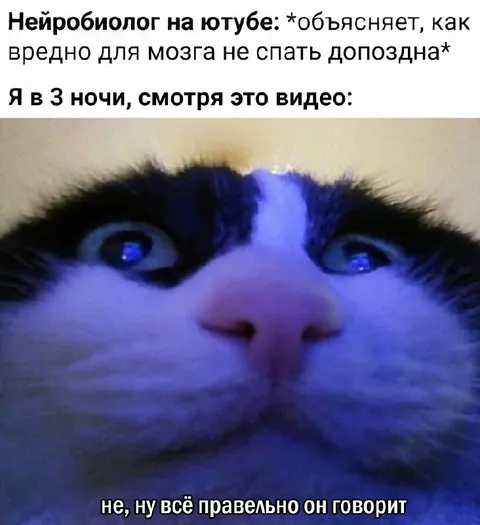 Кот смотрит видео в три ночи