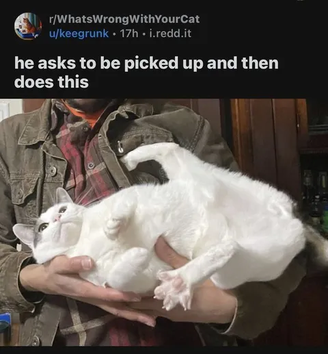 Cat Asks to Be Picked Up