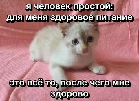 Здоровое питание по мнению котёнка