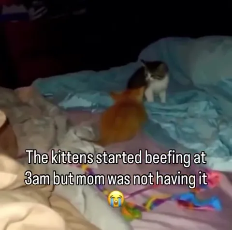Kittens Beefing at 3AM