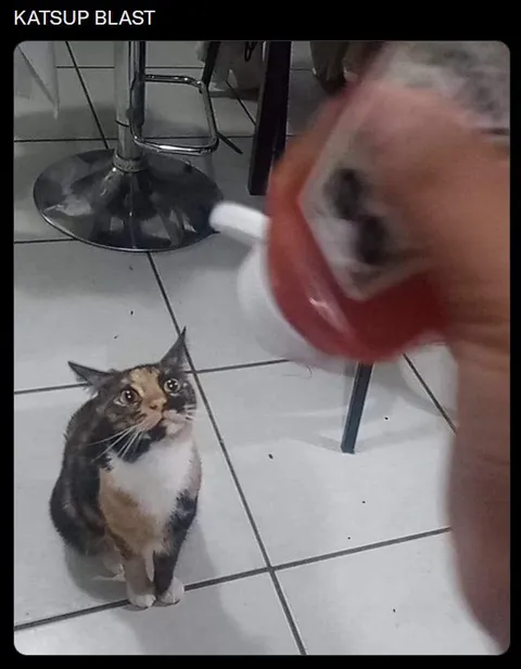 Katsup Blast Cat