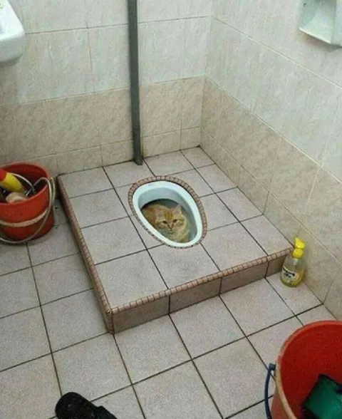 Кот в туалете