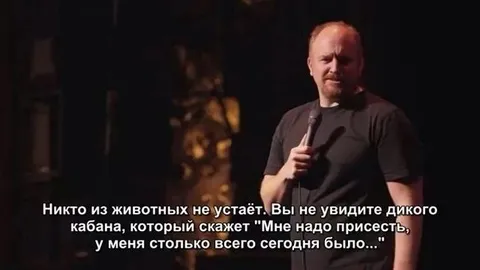 Дикий кабан тоже устал