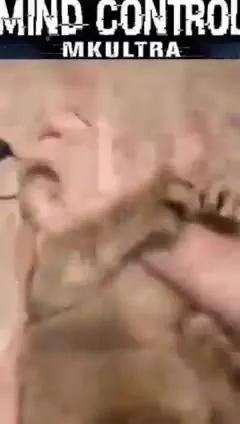 Кот управляет другим котом