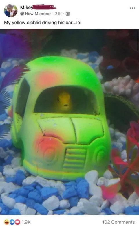 Yellow Cichlid Driving His Car